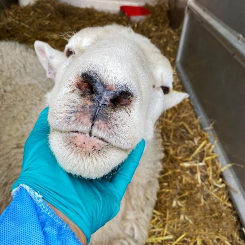 Bluetongue cases in Britain rise but 'peak outbreak yet to come' Bluetongue cases in Britain rise but 'peak outbreak yet to come'