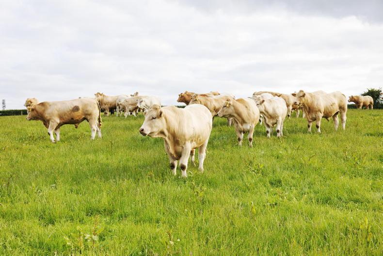 Ireland’s share of UK beef imports falls in first half of 2026 Ireland’s share of UK beef imports falls in first half of 2026