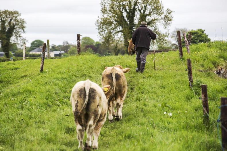 Calf birth registrations running almost 40,000 head higher Calf birth registrations running almost 40,000 head higher
