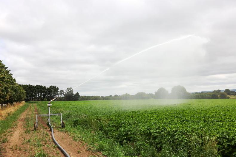 Keeping potato crops alive now a priority - Teagasc Keeping potato crops alive now a priority - Teagasc