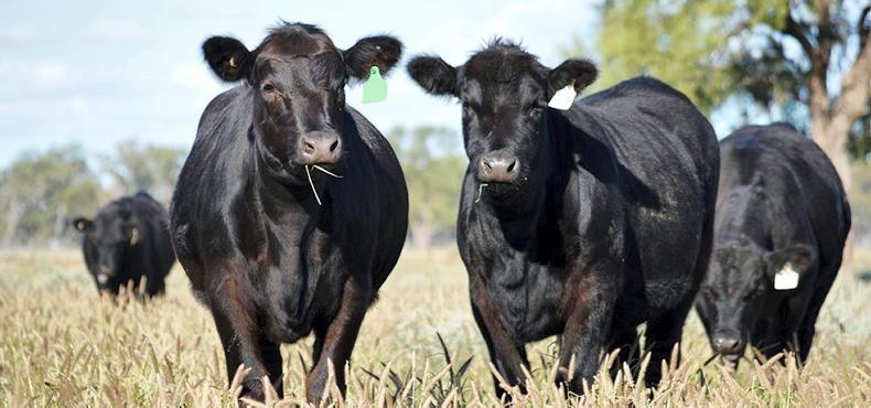 Australia shatters beef production records Australia shatters beef production records
