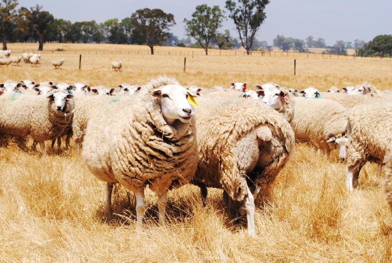Australia shatters beef production records Australia shatters beef production records