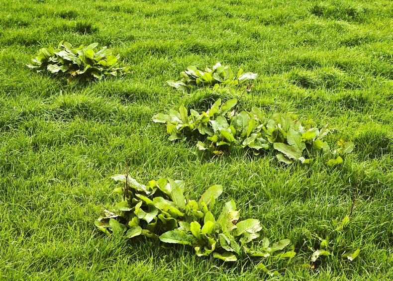 Farmer Writes: only good fields grow docks Farmer Writes: only good fields grow docks