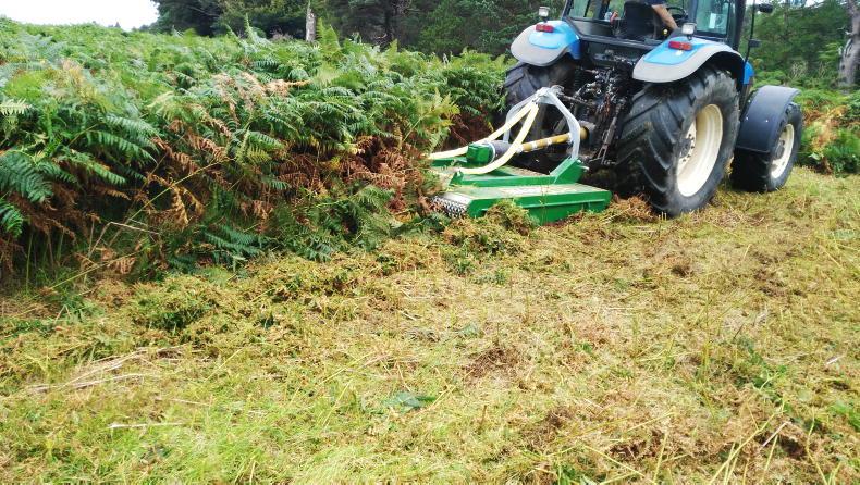 Vet’s Corner: bracken poisoning and its detrimental risks Vet’s Corner: bracken poisoning and its detrimental risks