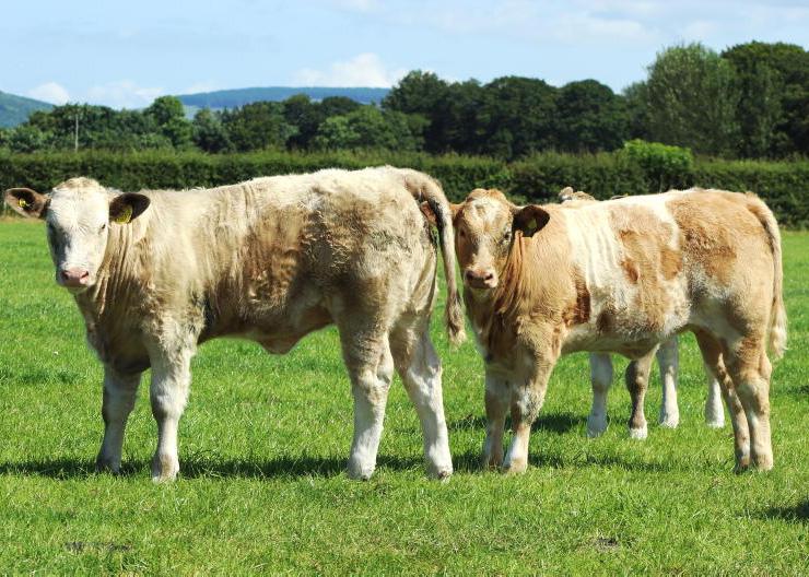 Beef Welfare Scheme: faecal testing action explained Beef Welfare Scheme: faecal testing action explained