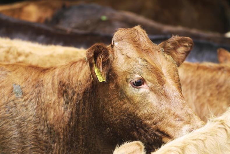 Beef Welfare Scheme: faecal testing action explained Beef Welfare Scheme: faecal testing action explained