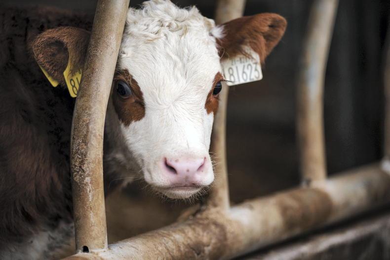 Over 50% of BVD-positive calves in five counties Over 50% of BVD-positive calves in five counties