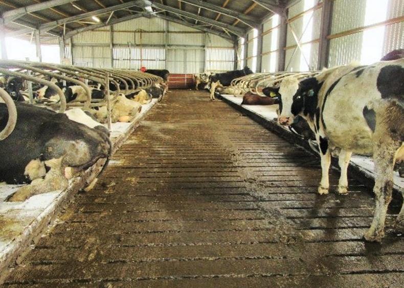 Explaining the ins and outs of selective dry cow therapy Explaining the ins and outs of selective dry cow therapy