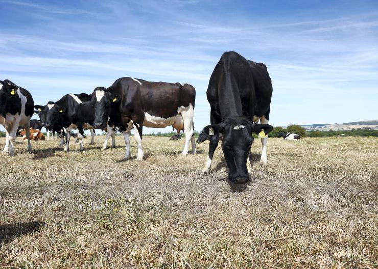 Ten common questions from drought affected farmers Ten common questions from drought affected farmers