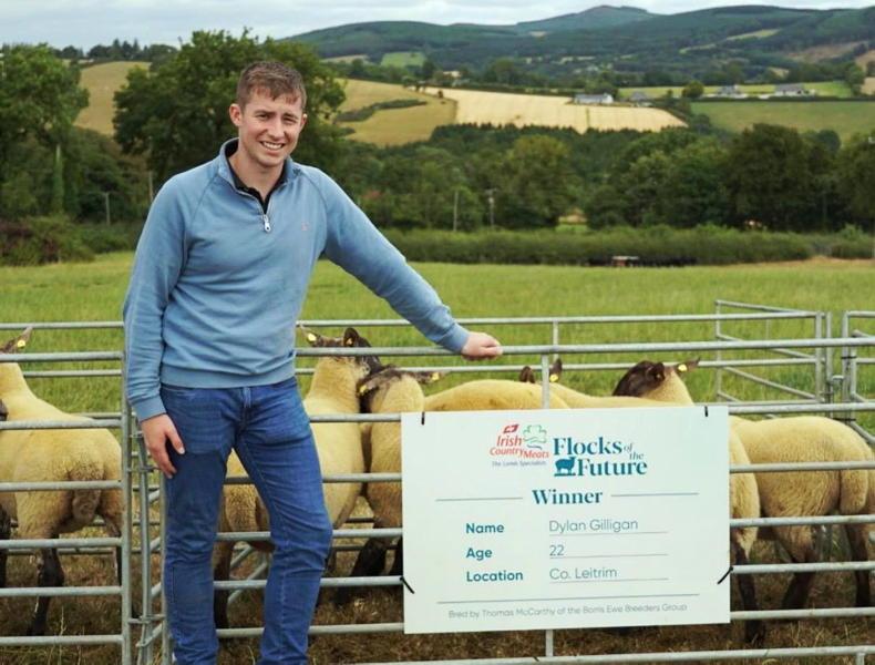 Young Stock: grá for cattle not strong enough to quit sheep in Leitrim Young Stock: grá for cattle not strong enough to quit sheep in Leitrim