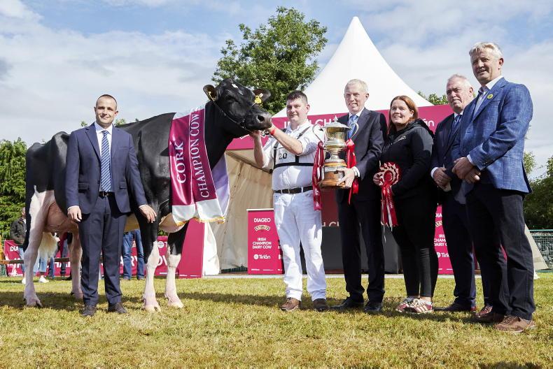 Watch: cool Cork cow is Diageo Baileys champion for 2026 Watch: cool Cork cow is Diageo Baileys champion for 2026
