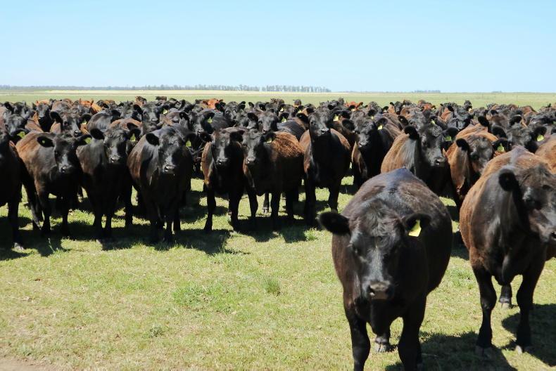 Argentinian beef looks set to stay on EU plates as Brazil's shut out looms Argentinian beef looks set to stay on EU plates as Brazil's shut out looms