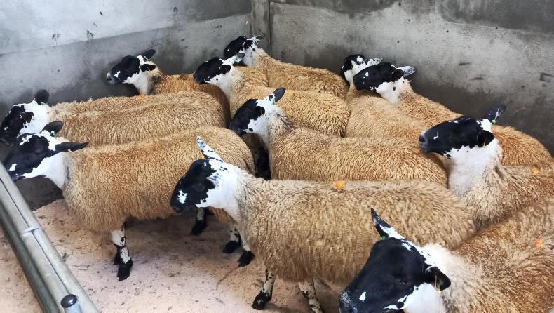 Mule ewe lambs sell to £415 at Armoy Mule ewe lambs sell to £415 at Armoy