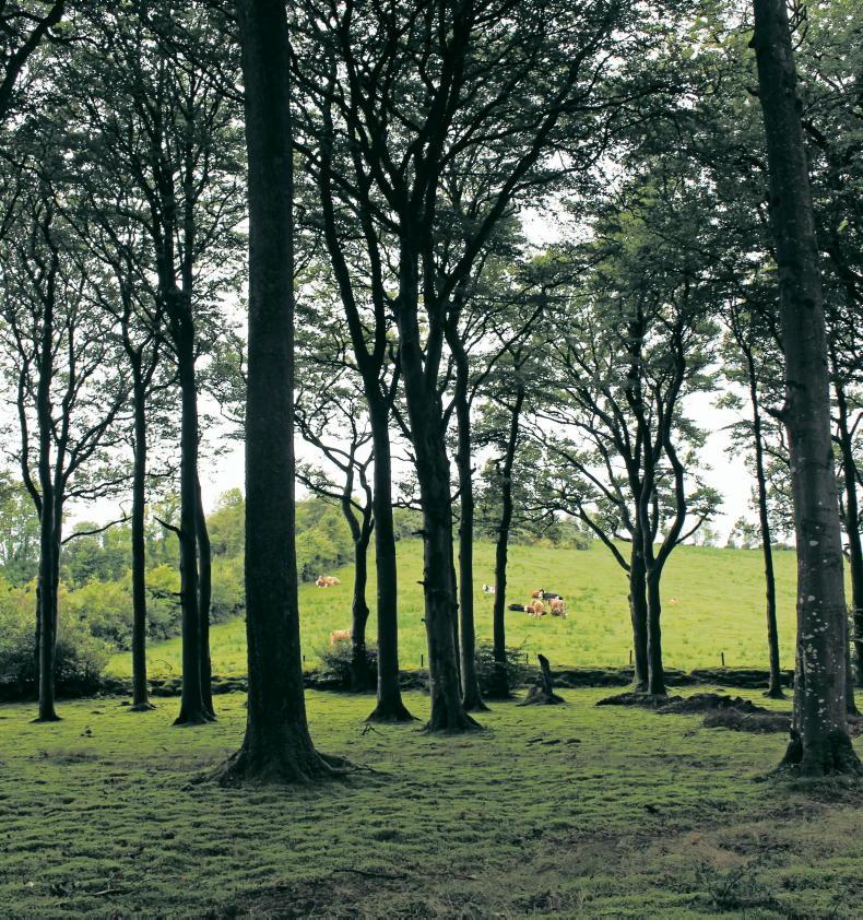 Tree planting up 61% but falls well short of climate plan targets Tree planting up 61% but falls well short of climate plan targets