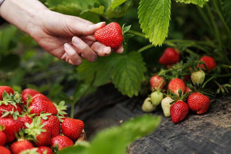 Gardening with Kitty: why September is the perfect time to plant strawberries Gardening with Kitty: why September is the perfect time to plant strawberries