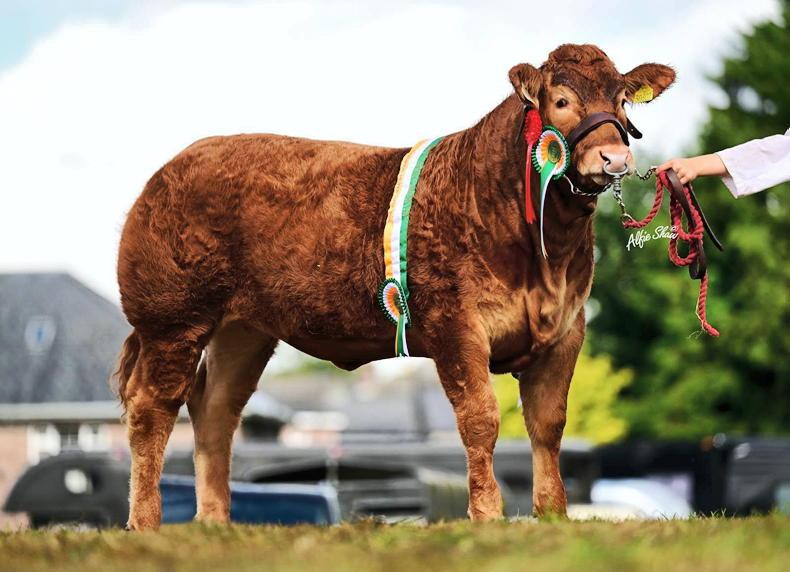Exciting lots catalogued for North Eastern Limousin sale Exciting lots catalogued for North Eastern Limousin sale