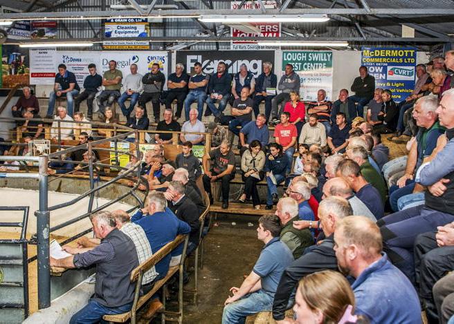 Financial risk too high to purchase sick weanlings Financial risk too high to purchase sick weanlings