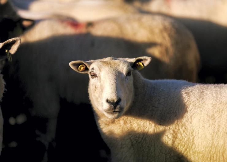 Increased threat of bluetongue virus Increased threat of bluetongue virus