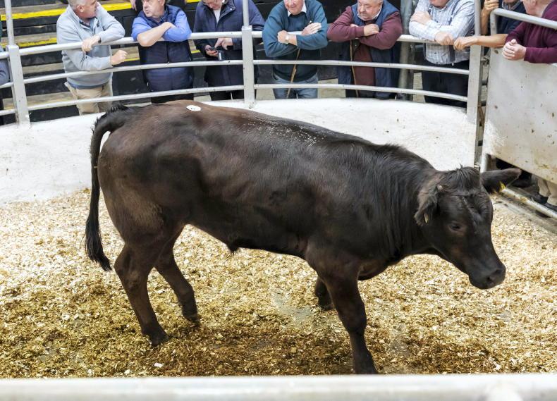 Camera at the Mart: bulls in line with 2025 prices in Tullow Camera at the Mart: bulls in line with 2025 prices in Tullow