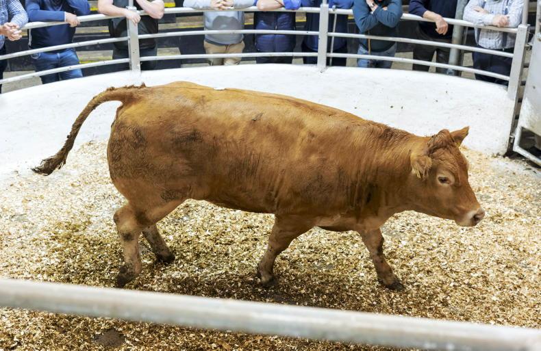 MartBids Database: more positive tone for heavier cattle MartBids Database: more positive tone for heavier cattle