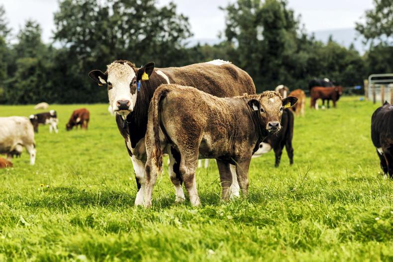 Beef Management: early weaning, culling cows and purchasing weanlings Beef Management: early weaning, culling cows and purchasing weanlings