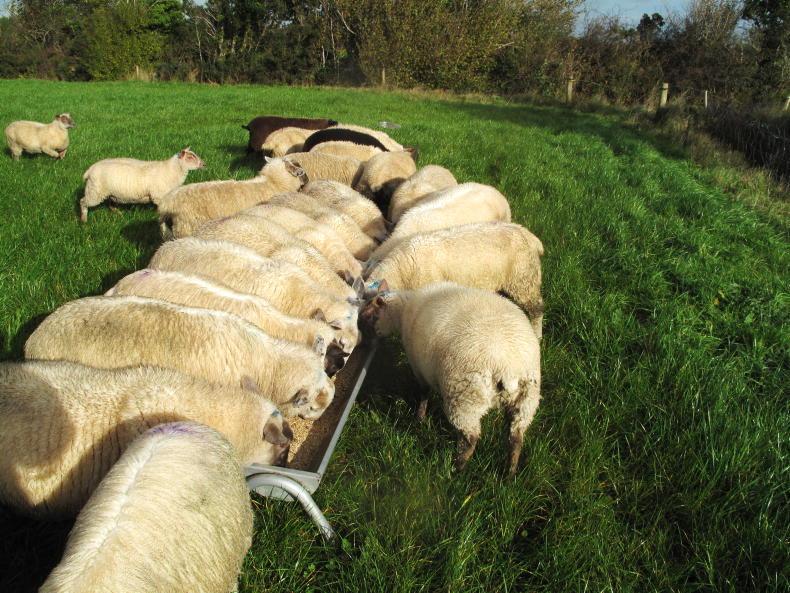 Sheep Management: lamb drafting progress and straw requirements Sheep Management: lamb drafting progress and straw requirements
