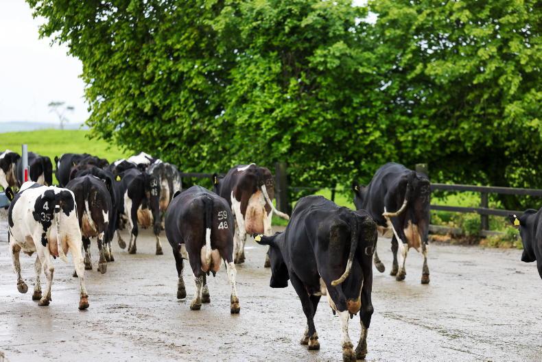 Direct payments still vital for NI farmers Direct payments still vital for NI farmers