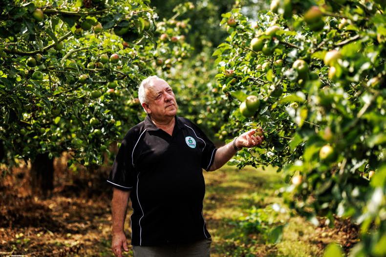 Macha’s Orchard: harnessing the sweet power of the apple peel Macha’s Orchard: harnessing the sweet power of the apple peel