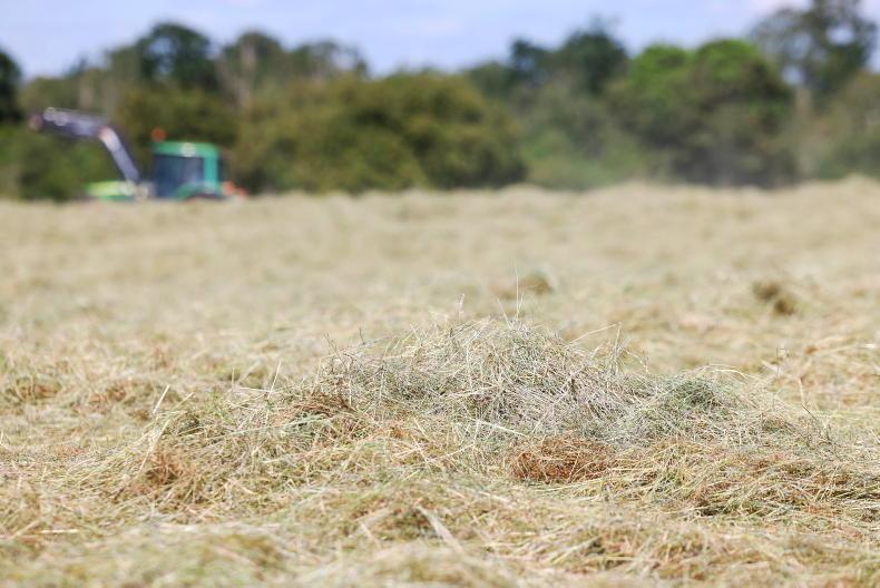 Significant fodder shortages on 42% of dairy farms Significant fodder shortages on 42% of dairy farms
