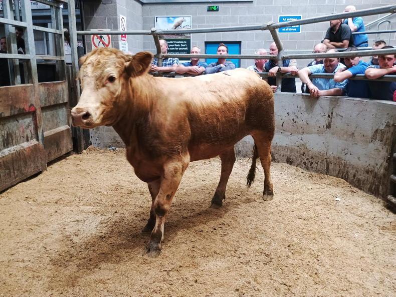 Northern View: no change to quotes for prime cattle Northern View: no change to quotes for prime cattle