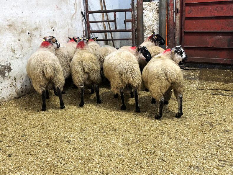 Camera at the Mart: quality ewe lambs sought after in Drumshanbo show and sale Camera at the Mart: quality ewe lambs sought after in Drumshanbo show and sale