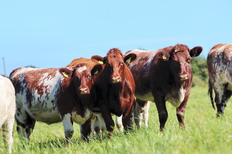 Meet the Shorthorn heifer one Ploughing 2026 visitor could take home Meet the Shorthorn heifer one Ploughing 2026 visitor could take home