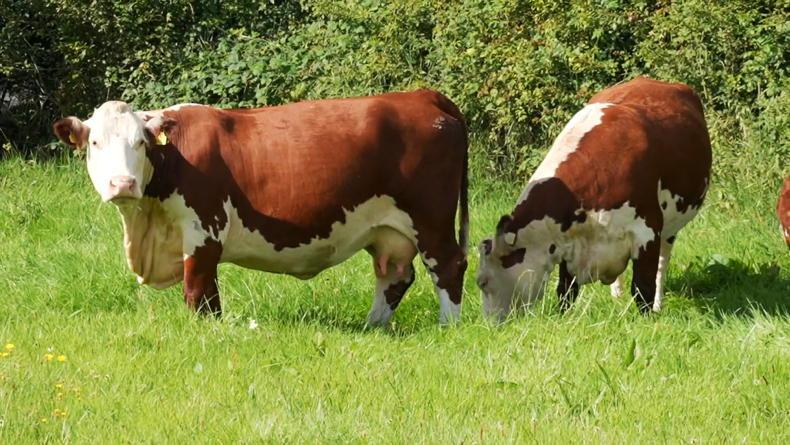 Cameras at the ready - Herefords are back in the frame Cameras at the ready - Herefords are back in the frame