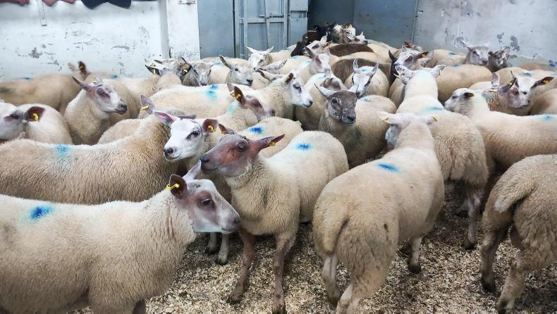 Strong trade for store lambs in Plumbridge Strong trade for store lambs in Plumbridge