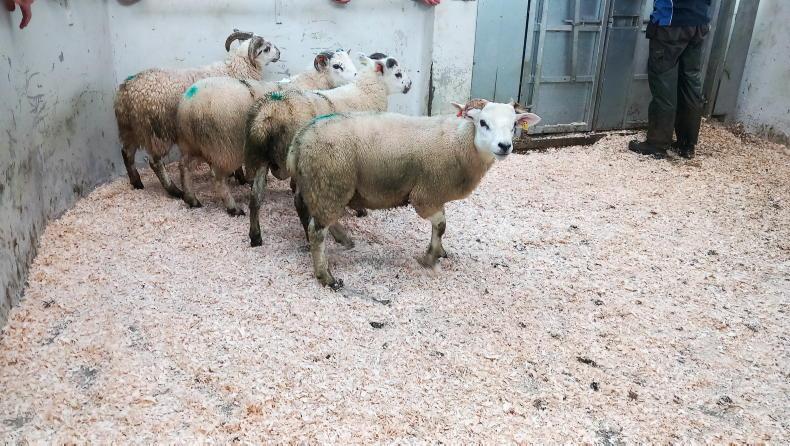 Strong trade for store lambs in Plumbridge Strong trade for store lambs in Plumbridge