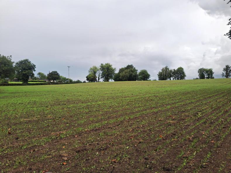 Trial and error when reseeding grass Trial and error when reseeding grass
