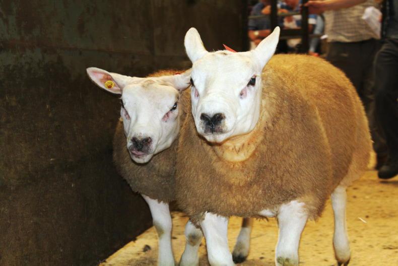 Charollais and Texel rams top entries at Sheep Ireland sale Charollais and Texel rams top entries at Sheep Ireland sale