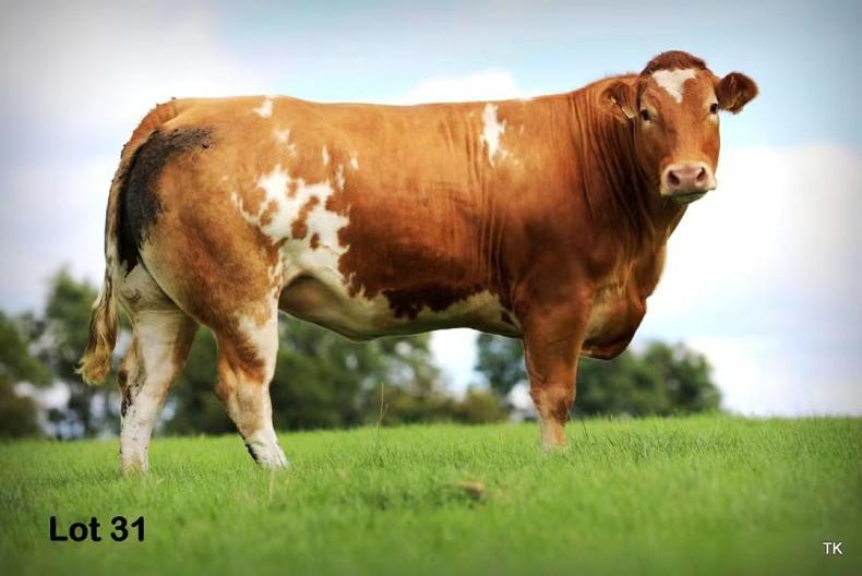 In-calf heifers top at €10,000 in Carrigallen Mart In-calf heifers top at €10,000 in Carrigallen Mart