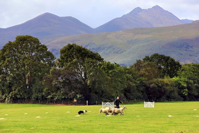 Antrim dog crowned Irish National Sheepdog Champion Antrim dog crowned Irish National Sheepdog Champion
