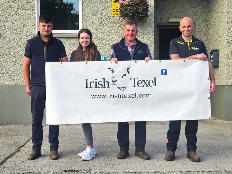 Record entry for second Irish Texel premier sale Record entry for second Irish Texel premier sale