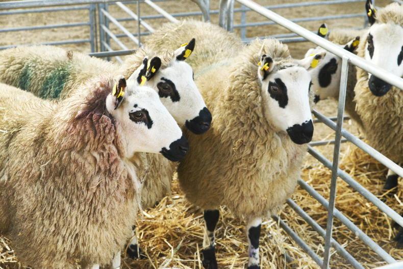 The sheep pavilion is 'baaaound' to be busy The sheep pavilion is 'baaaound' to be busy