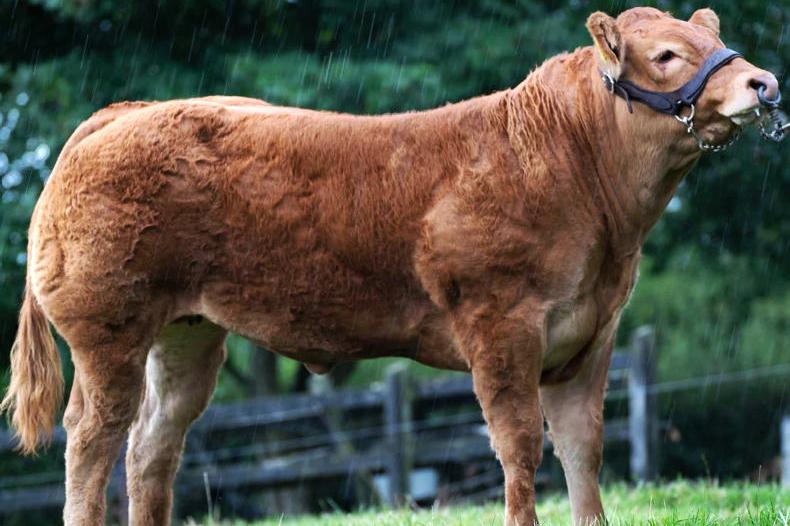 Electric Limousin extravaganza as nine-month-old heifer hits €11,200 Electric Limousin extravaganza as nine-month-old heifer hits €11,200