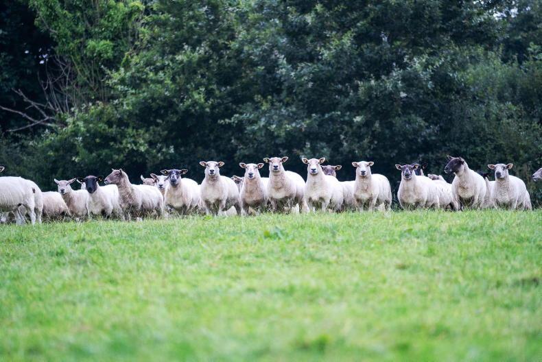 Scanning 2.45 lambs/ewe in Mountbellew Scanning 2.45 lambs/ewe in Mountbellew