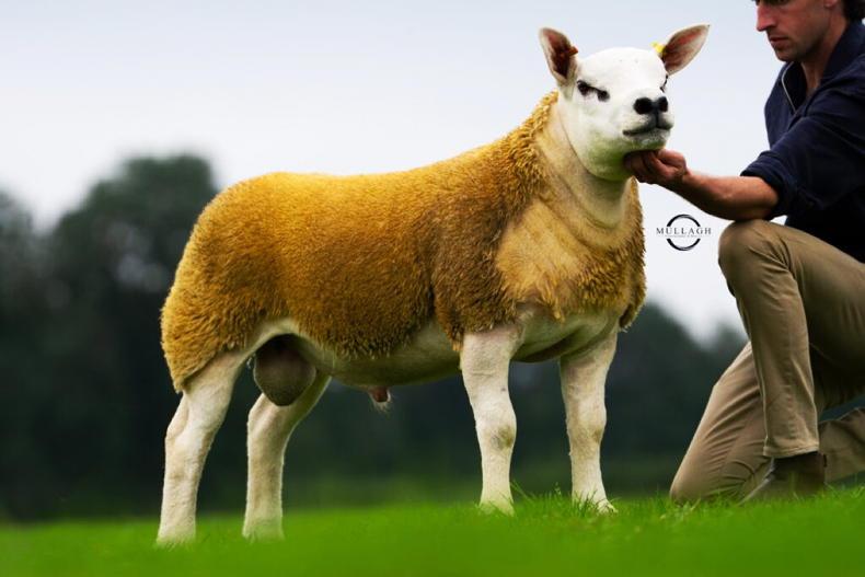 Seaforde flock dominates Ballymena Texel sale Seaforde flock dominates Ballymena Texel sale