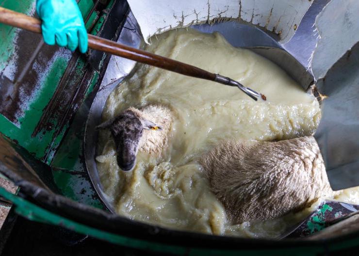 Key points on sheep dipping facilities ahead of breeding Key points on sheep dipping facilities ahead of breeding