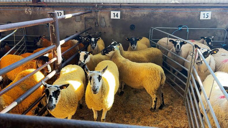 Camera at the Mart: solid trade for Mules in Donegal Camera at the Mart: solid trade for Mules in Donegal
