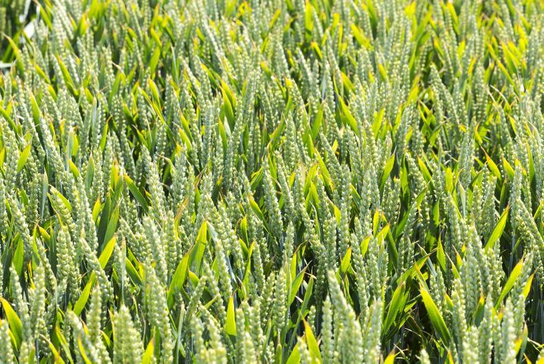 Winter wheat varieties: Finding the balance between septoria, rust and yield Winter wheat varieties: Finding the balance between septoria, rust and yield