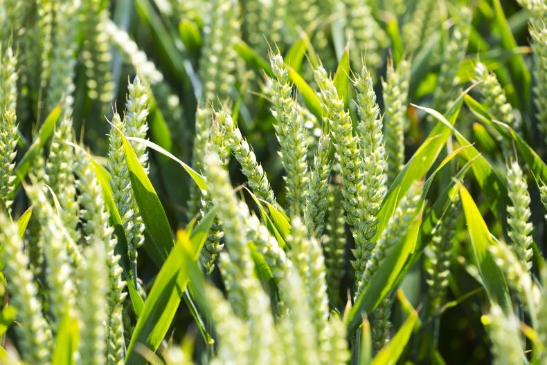 Winter wheat varieties: Finding the balance between septoria, rust and yield Winter wheat varieties: Finding the balance between septoria, rust and yield