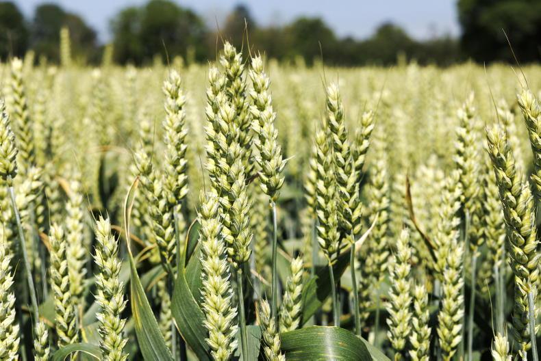 Winter wheat varieties: Finding the balance between septoria, rust and yield Winter wheat varieties: Finding the balance between septoria, rust and yield