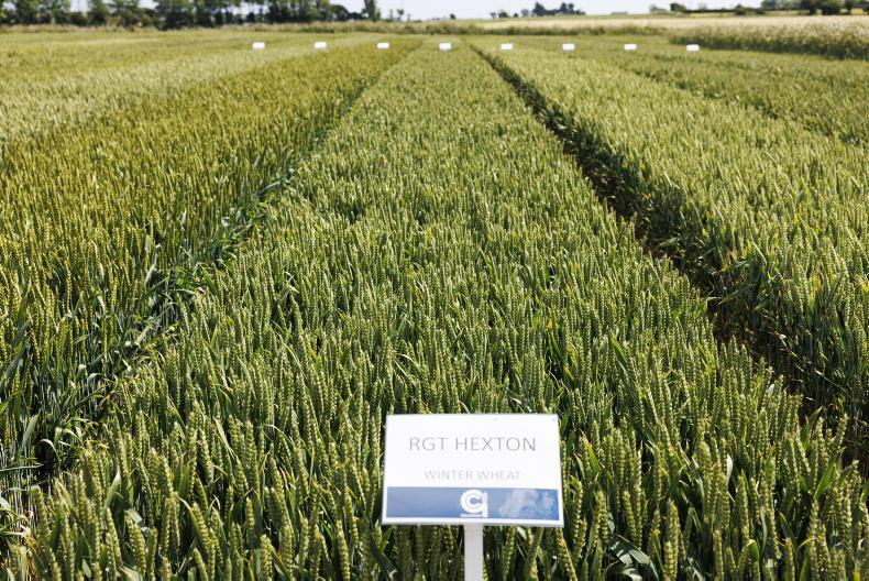 Winter wheat varieties: Finding the balance between septoria, rust and yield Winter wheat varieties: Finding the balance between septoria, rust and yield